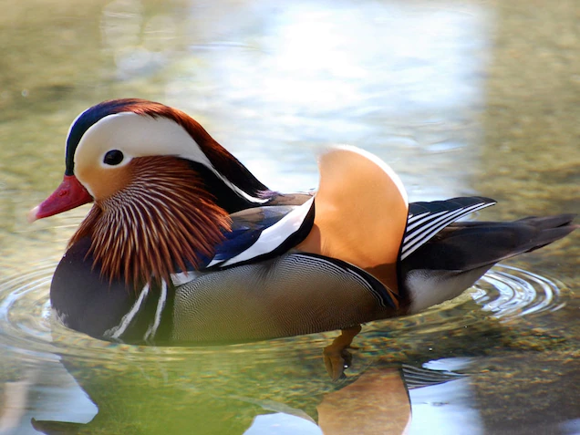 Mandarin Duck